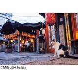 「日本全国のネコたちに出あう旅！「岩合光昭写真展 ご当地ねこ」を開催します」の画像4