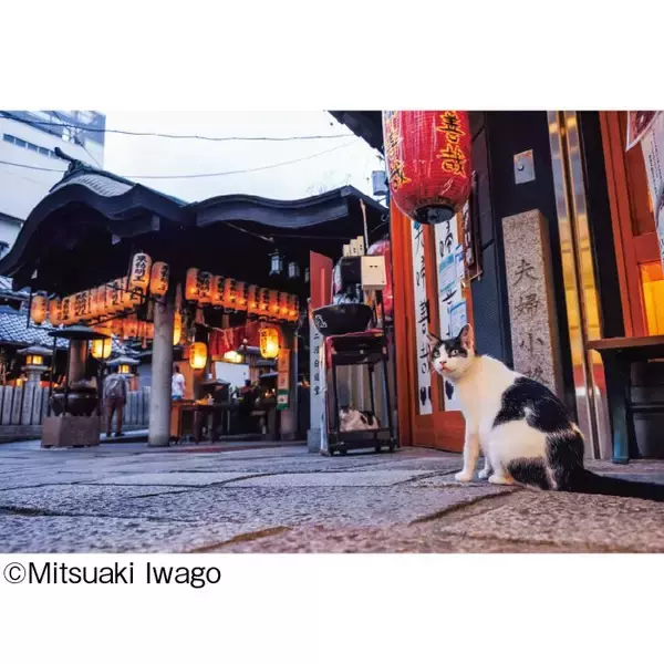 「日本全国のネコたちに出あう旅！「岩合光昭写真展 ご当地ねこ」を開催します」の画像