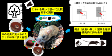 【名古屋大学】野ネズミはクリの虫食いの有無を、素早く嗅ぎ分ける～ガの幼虫が食べた堅果を避けることを野外で実証～