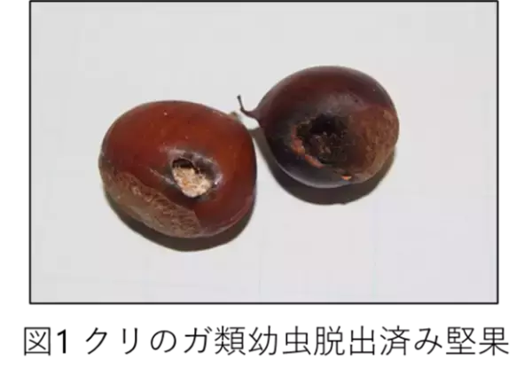 「【名古屋大学】野ネズミはクリの虫食いの有無を、素早く嗅ぎ分ける～ガの幼虫が食べた堅果を避けることを野外で実証～」の画像