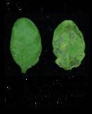 「【東京農業大学（共同研究）】高湿度下での葉内の水集積をめぐる植物と病原細菌の攻防を解明」の画像3