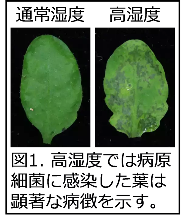 「【東京農業大学（共同研究）】高湿度下での葉内の水集積をめぐる植物と病原細菌の攻防を解明」の画像