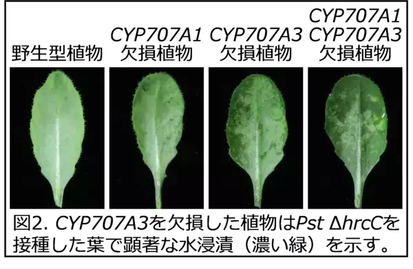 「【東京農業大学（共同研究）】高湿度下での葉内の水集積をめぐる植物と病原細菌の攻防を解明」の画像