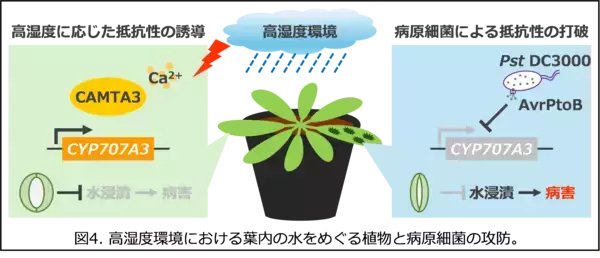 「【東京農業大学（共同研究）】高湿度下での葉内の水集積をめぐる植物と病原細菌の攻防を解明」の画像