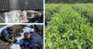 埼玉県茶業研究所と日本初の官民共同で育成した茶新品種「彩の女神」「彩の糸」を品種登録出願