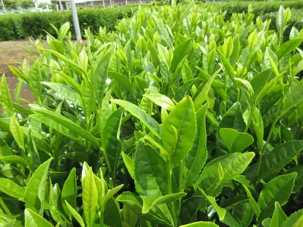 「埼玉県茶業研究所と日本初の官民共同で育成した茶新品種「彩の女神」「彩の糸」を品種登録出願」の画像