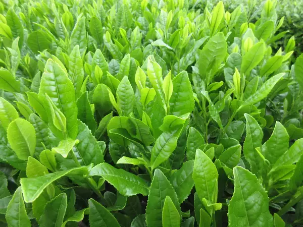 「埼玉県茶業研究所と日本初の官民共同で育成した茶新品種「彩の女神」「彩の糸」を品種登録出願」の画像