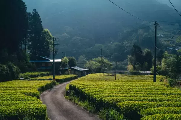 「【キル フェ ボン】＜新発売＞夏の新作ブレンドティー、2種類同時発売！桃＆マンゴーの香りで包まれる、みずみずしい夏のティータイム」の画像