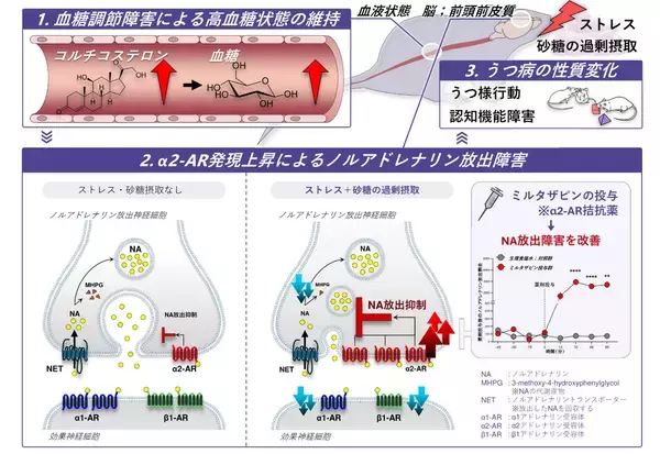 ストレス下での甘味摂取がうつ病態を変える