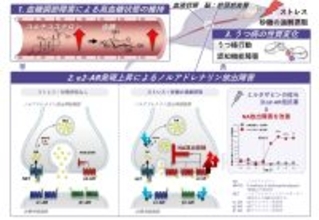 ストレス下での甘味摂取がうつ病態を変える