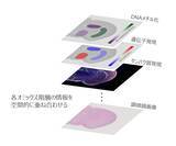 「ニコンの空間オミックス解析ソフトウェア技術が、東京大学が主導する乳がん転移の共同研究で活用」の画像1