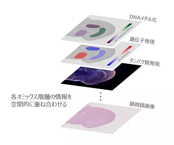 ニコンの空間オミックス解析ソフトウェア技術が、東京大学が主導する乳がん転移の共同研究で活用