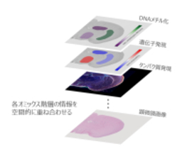 ニコンの空間オミックス解析ソフトウェア技術が、東京大学が主導する乳がん転移の共同研究で活用