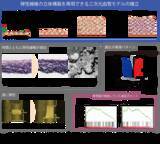 「血管のしなやかさを生む「弾性線維」の立体構築に成功 ～三次元血管モデルを確立～」の画像1