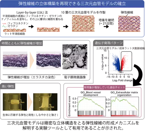 血管のしなやかさを生む「弾性線維」の立体構築に成功 ～三次元血管モデルを確立～