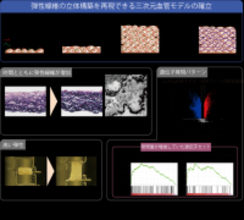 血管のしなやかさを生む「弾性線維」の立体構築に成功 ～三次元血管モデルを確立～