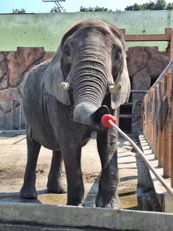東武動物公園×イオン埼玉久喜農場 ＳＤＧｓ体験ツアー開催
