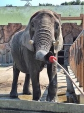 東武動物公園×イオン埼玉久喜農場 ＳＤＧｓ体験ツアー開催