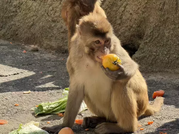 「東武動物公園×イオン埼玉久喜農場 ＳＤＧｓ体験ツアー開催」の画像
