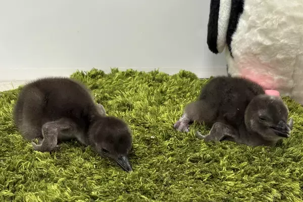 【すみだ水族館】新たに2羽のきょうだいが仲間入りマゼランペンギンの赤ちゃん「きび」「だんご」が誕生