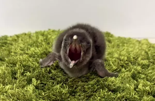 「【すみだ水族館】新たに2羽のきょうだいが仲間入りマゼランペンギンの赤ちゃん「きび」「だんご」が誕生」の画像