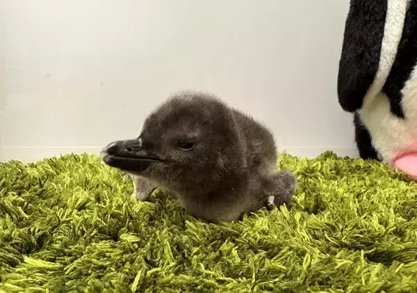「【すみだ水族館】新たに2羽のきょうだいが仲間入りマゼランペンギンの赤ちゃん「きび」「だんご」が誕生」の画像