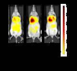 「【名城大学】肺に効率的に届けて長く留まる機能性吸入粉末薬を設計」の画像1