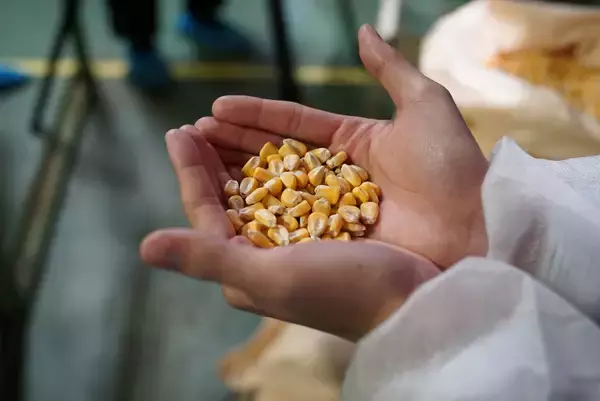 「希少な国産素材にこだわり、成長が続く茶系飲料市場でも目を見張る好調ぶり！～ポッカサッポロ TOCHIとCRAFT「北海道コーン茶／伊達麦茶」～」の画像