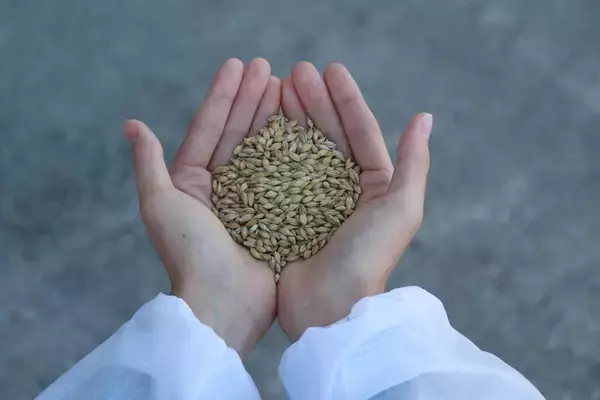 「希少な国産素材にこだわり、成長が続く茶系飲料市場でも目を見張る好調ぶり！～ポッカサッポロ TOCHIとCRAFT「北海道コーン茶／伊達麦茶」～」の画像