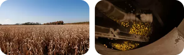 「希少な国産素材にこだわり、成長が続く茶系飲料市場でも目を見張る好調ぶり！～ポッカサッポロ TOCHIとCRAFT「北海道コーン茶／伊達麦茶」～」の画像