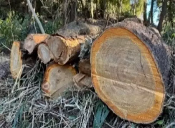 「三浦半島の間伐材を使用した「みうらの森林（もり）タンブラー」を発売」の画像