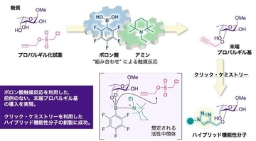 【日本大学】糖質に特定機能を簡便に付与する新技術を開発～入手容易なボロン酸を触媒に利用　次世代医薬品創製に道～