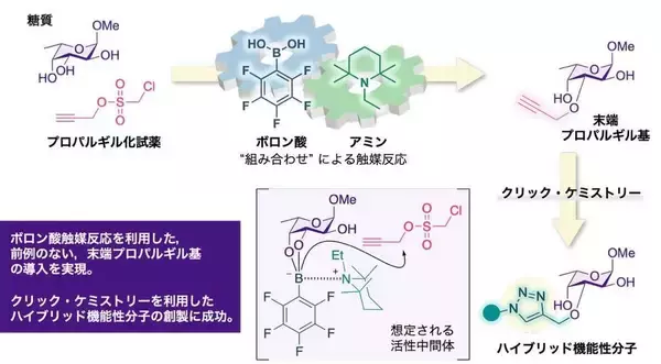 【日本大学】糖質に特定機能を簡便に付与する新技術を開発～入手容易なボロン酸を触媒に利用　次世代医薬品創製に道～