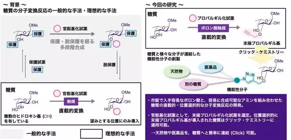 「【日本大学】糖質に特定機能を簡便に付与する新技術を開発～入手容易なボロン酸を触媒に利用　次世代医薬品創製に道～」の画像