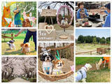 「春のおでかけは、愛犬と那須塩原へ。那須千本松牧場、グランドオープン1周年 桜の中の無料撮影会＆ワンちゃんマルシェ開催」の画像1