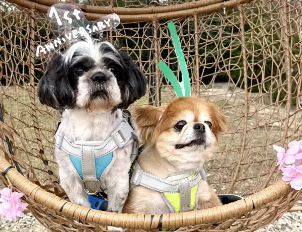 「春のおでかけは、愛犬と那須塩原へ。那須千本松牧場、グランドオープン1周年 桜の中の無料撮影会＆ワンちゃんマルシェ開催」の画像