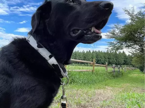 「春のおでかけは、愛犬と那須塩原へ。那須千本松牧場、グランドオープン1周年 桜の中の無料撮影会＆ワンちゃんマルシェ開催」の画像