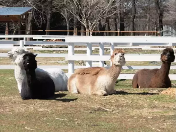 「春のおでかけは、愛犬と那須塩原へ。那須千本松牧場、グランドオープン1周年 桜の中の無料撮影会＆ワンちゃんマルシェ開催」の画像