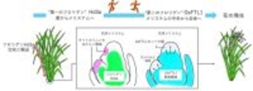 【横浜市立大学】花をつくる新メカニズム「フロリゲン・リレー」の発見