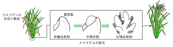 「【横浜市立大学】花をつくる新メカニズム「フロリゲン・リレー」の発見」の画像