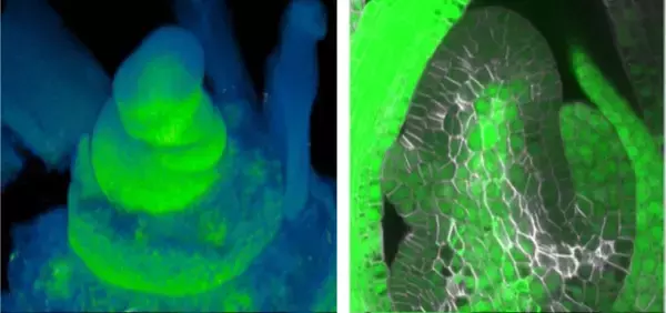 「【横浜市立大学】花をつくる新メカニズム「フロリゲン・リレー」の発見」の画像