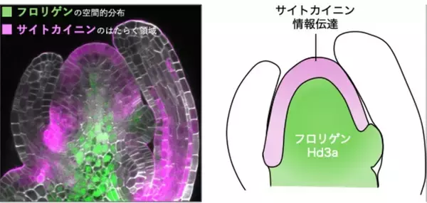 「【横浜市立大学】花をつくる新メカニズム「フロリゲン・リレー」の発見」の画像