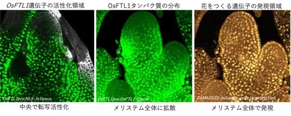 「【横浜市立大学】花をつくる新メカニズム「フロリゲン・リレー」の発見」の画像