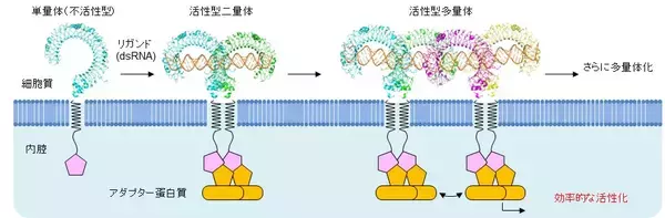「自然免疫受容体TLR3はdsRNA上で多量体を形成し効率的なシグナル伝達を行う」の画像