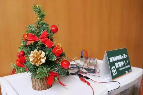 微生物が生む小さな光－企業連携で実現、泥電池で光るクリスマスツリーを学内展示－
