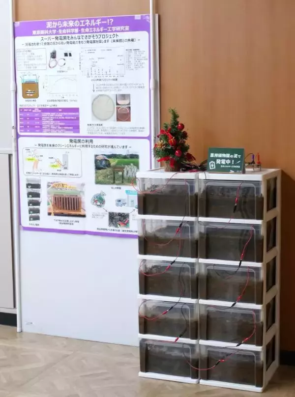 「微生物が生む小さな光－企業連携で実現、泥電池で光るクリスマスツリーを学内展示－」の画像