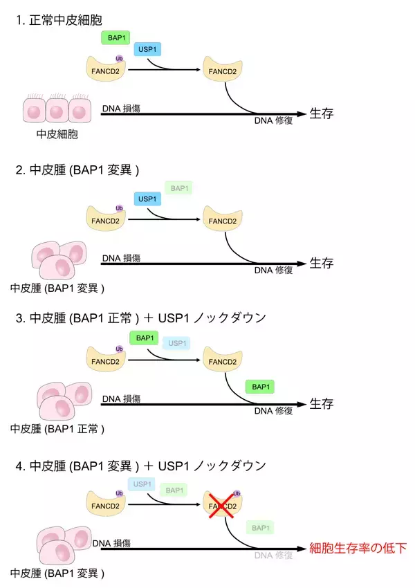 【東京工科大学】悪性中皮腫の新たな治療戦略につながる分子機構を発見―原因遺伝子BAP1変異細胞の弱点を同定―