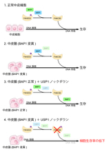 【東京工科大学】悪性中皮腫の新たな治療戦略につながる分子機構を発見―原因遺伝子BAP1変異細胞の弱点を同定―