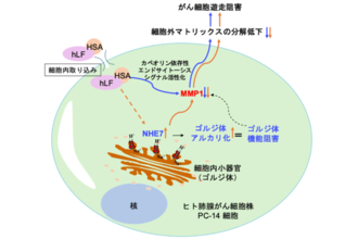 【東京工科大学】ヒトラクトフェリン/ヒト血清アルブミン融合タンパク質はがん細胞のゴルジ体pH恒常性を破綻させることでがん転移に関係する細胞遊走を強力に抑制する