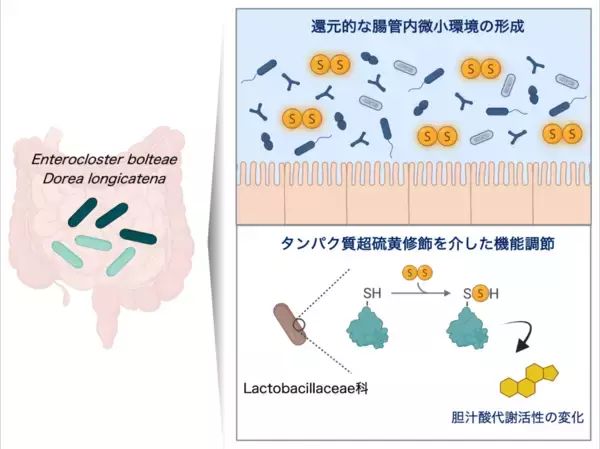 【昭和医科大学】腸内細菌がつくる「超硫黄分子」が腸内環境と細菌機能を制御 ― 還元環境の形成とタンパク質修飾による新たな仕組みを解明 ―